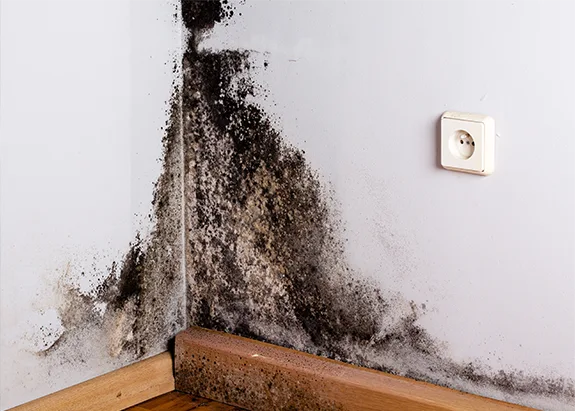 Global Claims|MOLD DAMAGE CLAIMS